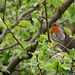 Robin in the Apple tree