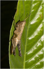 IMG 7354 Grasshopper