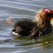 Baby coot taking to the water