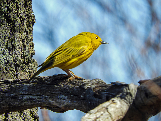 Yellow Warbler, Rondeau PP