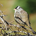White-crowned Sparrow in the mountains
