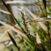 20210501 0120CPw [D~LIP] Bunte Japan-Segge (Carex morrowii 'Variegata), Bad Salzuflen