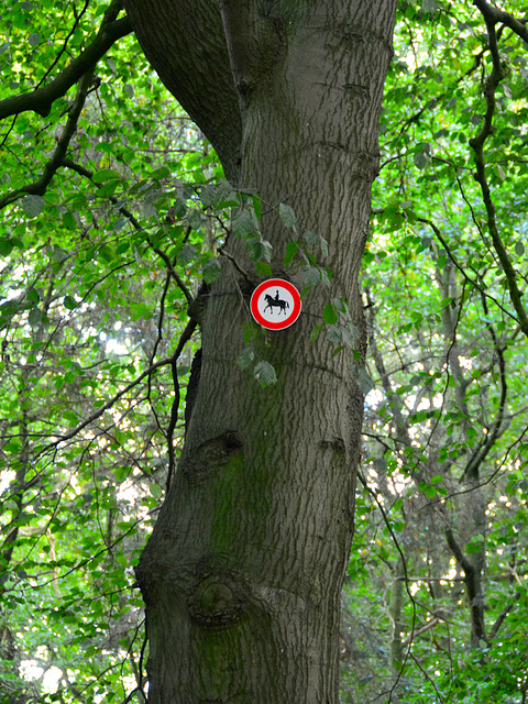 No horse riding in the trees