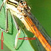 Orange Featherleg m tibiae arrows-2