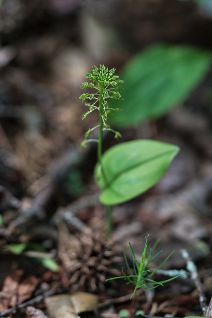 Malaxis unifolia (Green Adder's-mouth orchid)