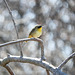 Common Yellowthroat, Rondeau PP