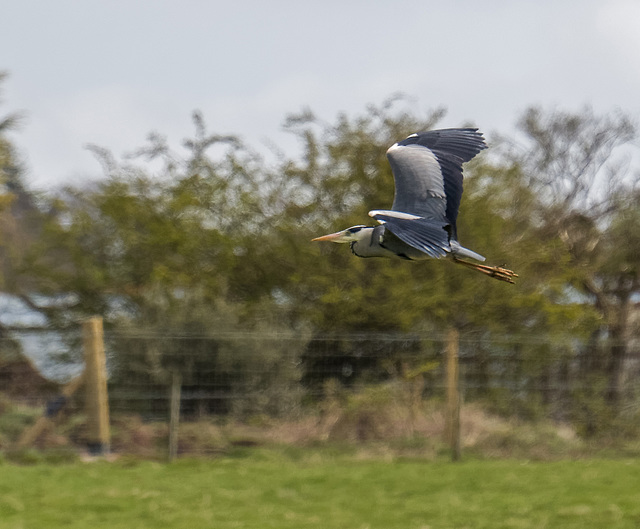 A heron in flight v6