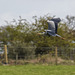 A heron in flight v6