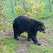 Spectacled bear (5)