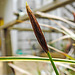 20210501 0122CPw [D~LIP] Bunte Japan-Segge (Carex morrowii 'Variegata), Bad Salzuflen