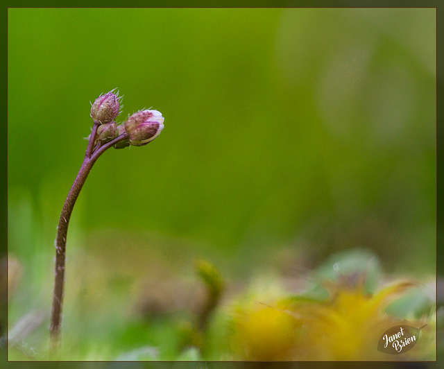 308/366: Tiny Whitlow Grass Flower Buds