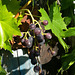 Traube - grape 7