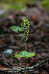 Malaxis unifolia (Green Adder's-mouth orchid)