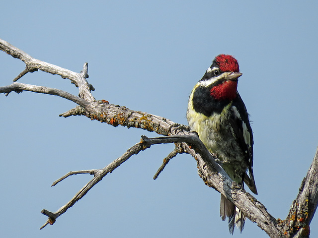 Yellow-bellied Sapsucker, adult male