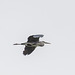 A heron in flight. v454jpg