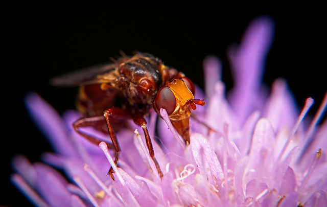 Die Schnabel Schwebfliege ist ganz gierig nach Nektar :))  The beak hoverfly is quite greedy for nectar :)) Le syrphe à bec est très avide de nectar :))
