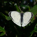 Large White Butterfly