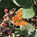 Butterfly on blackberries (big crop)