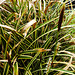 20210501 0125CPw [D~LIP] Bunte Japan-Segge (Carex morrowii 'Variegata), Bad Salzuflen