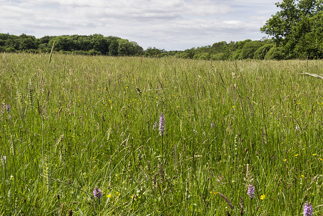 Gait Barrows National Nature Reserve meadow 1