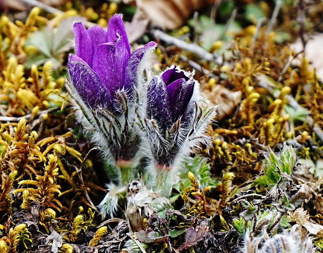 Noch im Wintermantel - Still in winter coat