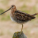 This Snipe 'doesn't have a leg to stand on'