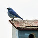 Mountain Bluebird on a low-light day