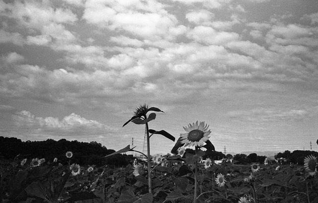 Clouds and sunflowers