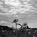 Clouds and sunflowers