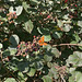 Butterfly on blackberries