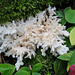 Hericium coralloides / Comb Tooth fungus