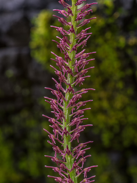 Malaxis porphyrea (Purple Malaxis orchid)