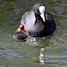Adult coot with chick