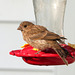 A young House finch
