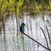 A kingfisher at Burton Mere wetlands