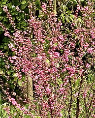 Frühlingsblüher