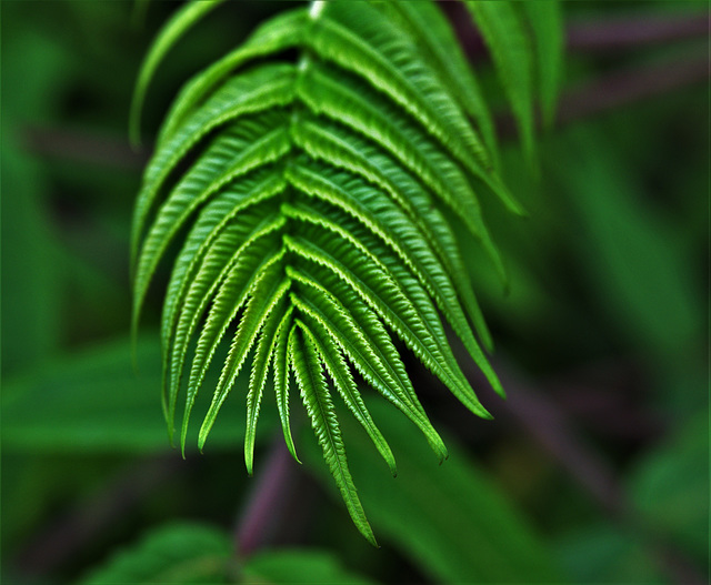 Leaf 2
