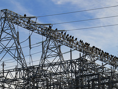 Vultures on TVA electrical structure