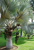 Bismarckpalmen im Palmetum - P.i.P. (© Buelipix)