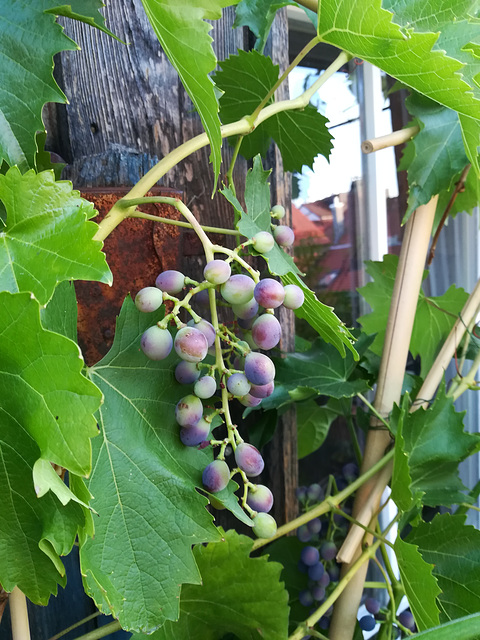 Traube - grape 3