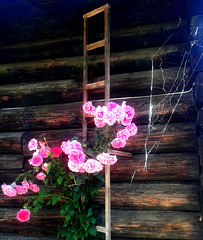 Roses and cobweb