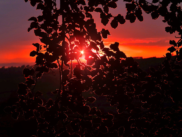 Beech tree sunset