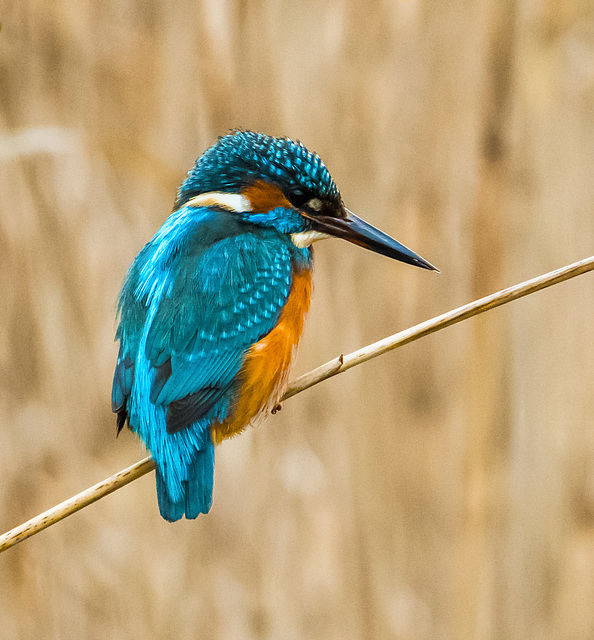 A kingfisher at Burton Wetlands reserve