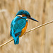 A kingfisher at Burton Wetlands reserve