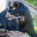 Spectacled bear, Chester zoo.