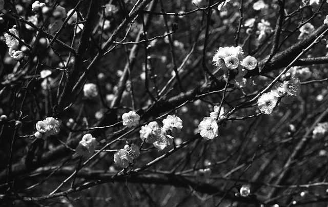 Ume blossoms