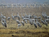 Sandhill cranes at Noxubee NWR