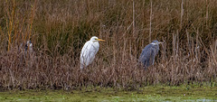 Great white egret and a heron