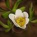 Das Buschwindröschen (Anemonoides nemorosa) aus der Nähe betrachtet :))  The wood anemone (Anemonoides nemorosa) seen up close :))  L'anémone des bois (Anemonoides nemorosa) vue de près :))