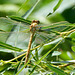 Small Pincertail f teneral (Onychogomphus forcipatus) 15